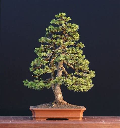 norway spruce bonsai forest